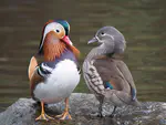 Bird Images Search Engine
